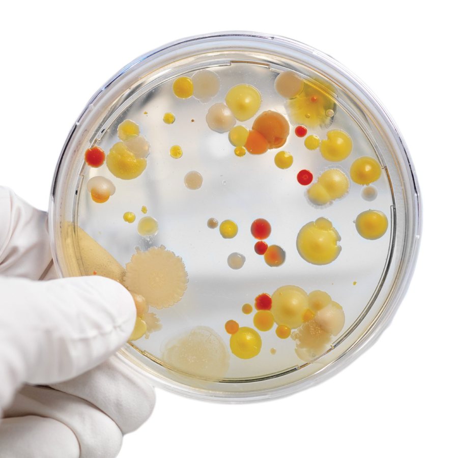 Microbiological test plate
